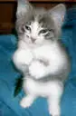 cutie
