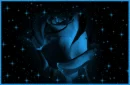 A blue rose with a starry backdrop