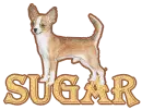 Chihuahua - Sugar