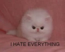 Lol cat