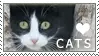 Cats Love