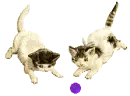 PLAYFUL KITTENS