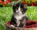 KITTEN IN BASKET