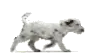 DALMATION PUP