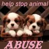 STOP ANIMAL ABUSE