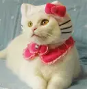Kittyy