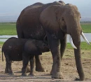BAby Elephant