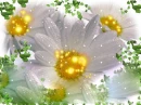 daisy