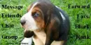 Basset Hound