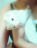 ferret