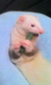 ferret