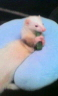 ferret