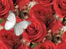 Roses and Butterfly