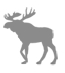 fitch moose