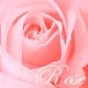pink rose