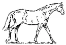 Walking Horse