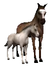Horse And Foal