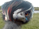 Emo Emu (ostrich thing)