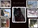 moje wilki --- wolf