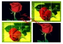 rose for my friend