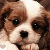 Cute dog avatar