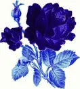Blue rose