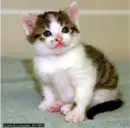 little kitten