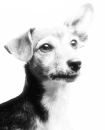 sweet dog