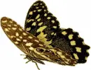 BUTTERFLY