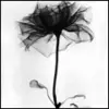 black flower