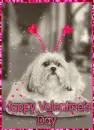 Puppy Valentine