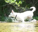 Water Dog
