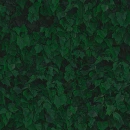 wiccan vines