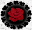rose