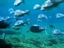 Swimming Fish