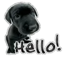 puppy hello