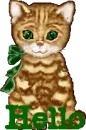 CAT WITH HELLO