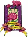 January Carnation
