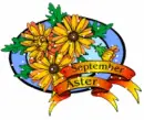 September Aster
