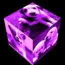 Dogs
