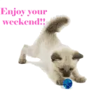 Weekend - Kitten