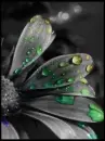flower in pain