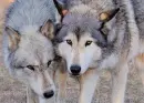 Wolf Love