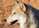 Love My Wolf