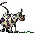 cow
