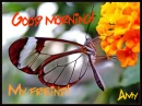 good morning (amy)