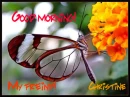 good morning (christine)