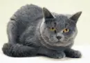 cool cat