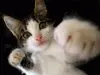cool cat