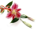 Orchid